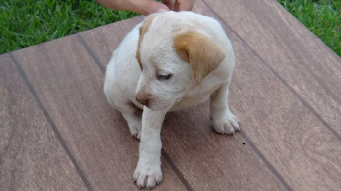 Cachorro ra a PREDOMINÂNCIA DE VIRA-LATA idade Abaixo de 2 meses nome SEM NOME