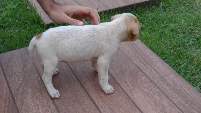 Cachorro ra a PREDOMINÂNCIA DE VIRA-LATA idade Abaixo de 2 meses nome SEM NOME