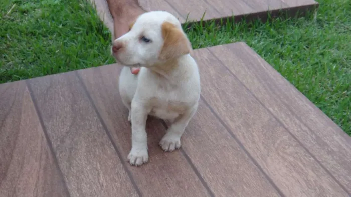 Cachorro ra a PREDOMINÂNCIA DE VIRA-LATA idade Abaixo de 2 meses nome SEM NOME