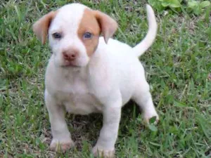 Cachorro raça PREDOMINÂNCIA DE VIRA-LATA idade Abaixo de 2 meses nome SEM NOME