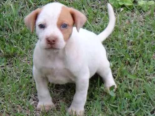 Cachorro ra a PREDOMINÂNCIA DE VIRA-LATA idade Abaixo de 2 meses nome SEM NOME
