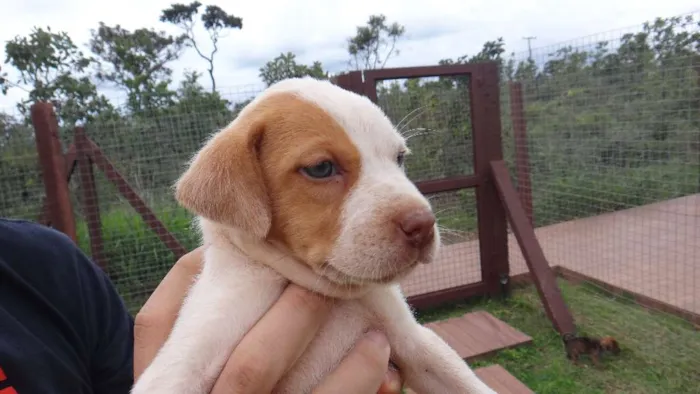 Cachorro ra a PREDOMINÂNCIA DE VIRA-LATA idade Abaixo de 2 meses nome SEM NOME