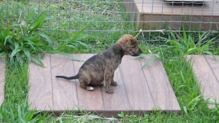 Cachorro ra a PREDOMINÂNCIA DE VIRA-LATA idade Abaixo de 2 meses nome SEM NOME