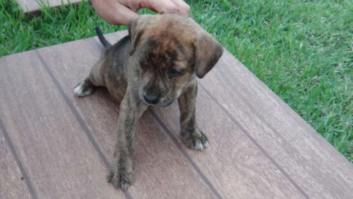 Cachorro ra a PREDOMINÂNCIA DE VIRA-LATA idade Abaixo de 2 meses nome SEM NOME