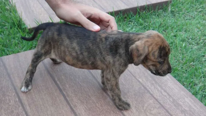 Cachorro ra a PREDOMINÂNCIA DE VIRA-LATA idade Abaixo de 2 meses nome SEM NOME