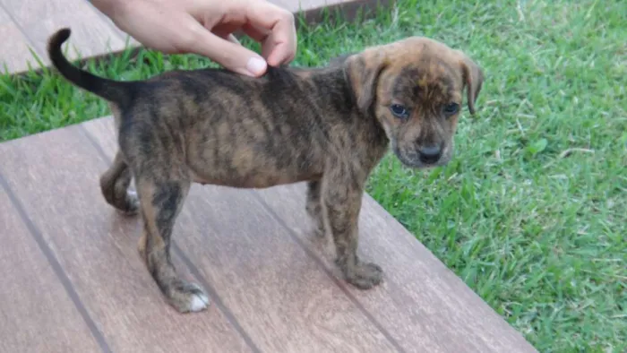 Cachorro ra a PREDOMINÂNCIA DE VIRA-LATA idade Abaixo de 2 meses nome SEM NOME