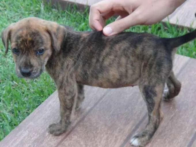 Cachorro ra a PREDOMINÂNCIA DE VIRA-LATA idade Abaixo de 2 meses nome SEM NOME