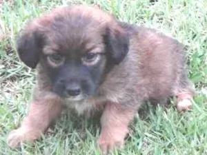 Cachorro raça PREDOMINÂNCIA DE VIRA-LATA idade Abaixo de 2 meses nome SEM NOME