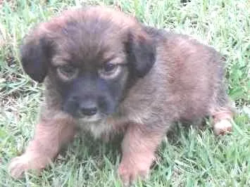 Cachorro ra a PREDOMINÂNCIA DE VIRA-LATA idade Abaixo de 2 meses nome SEM NOME