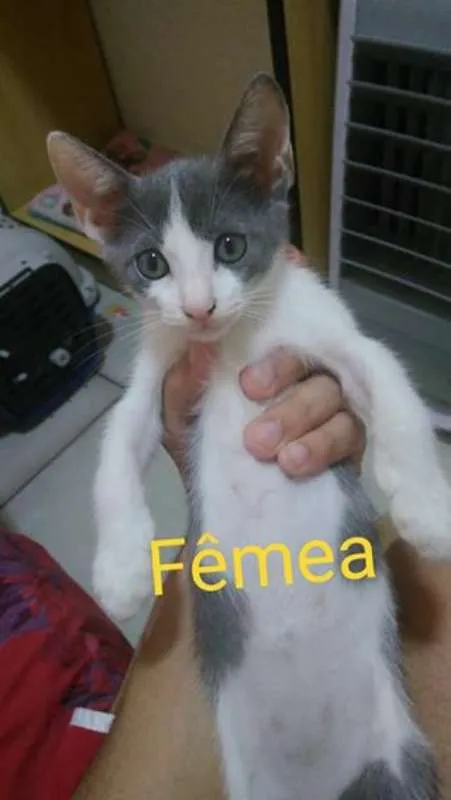 Gato ra a  idade 2 a 6 meses nome Sem nome