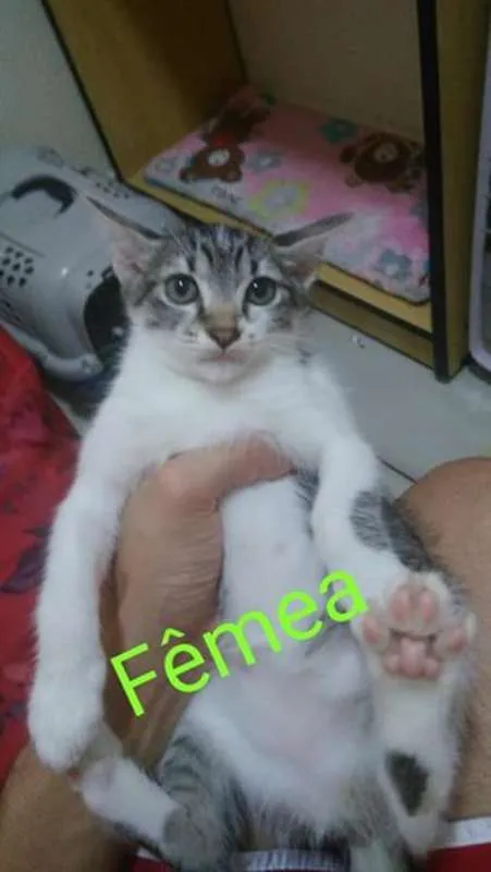 Gato ra a  idade 2 a 6 meses nome Sem nome