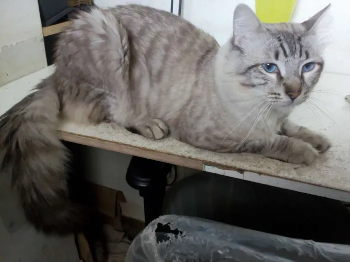 Gato ra a Sem raça definida idade 1 ano nome Stitch