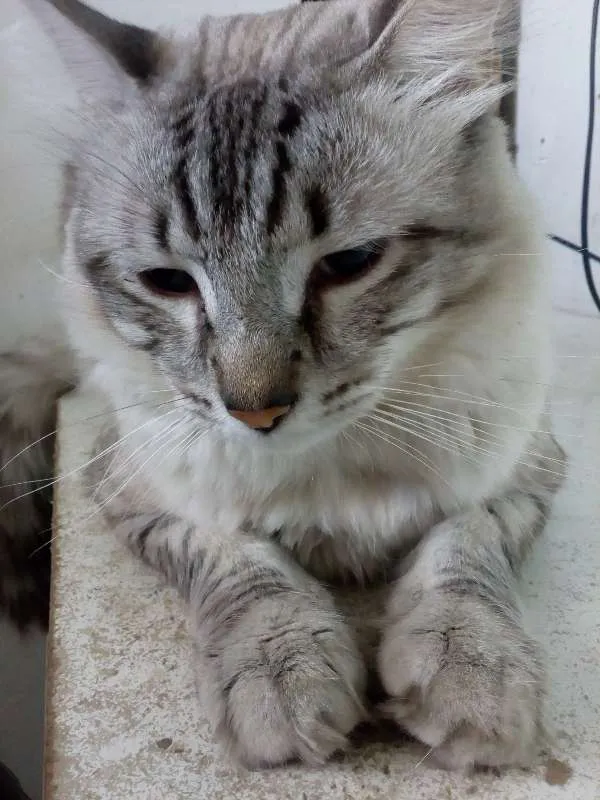 Gato ra a Sem raça definida idade 1 ano nome Stitch
