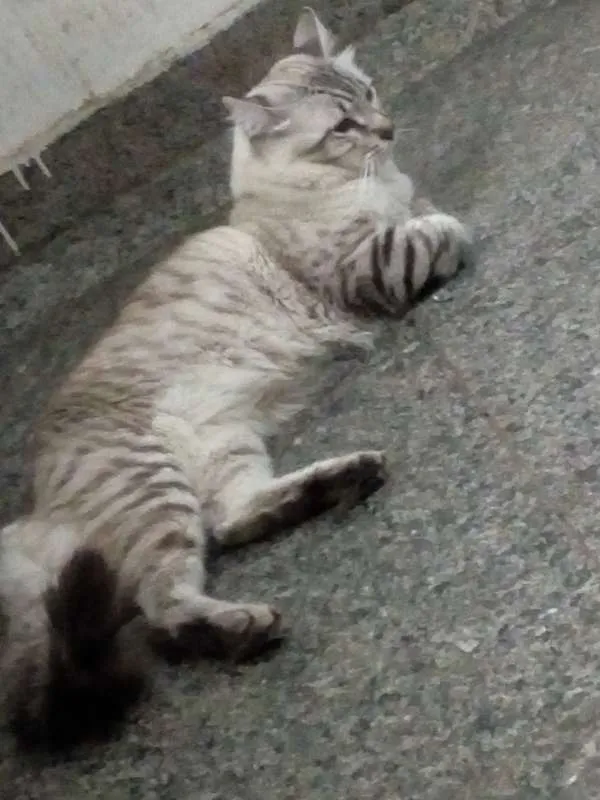 Gato ra a Sem raça definida idade 1 ano nome Stitch