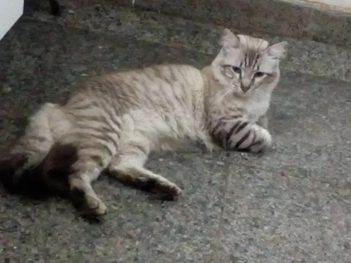 Gato ra a Sem raça definida idade 1 ano nome Stitch