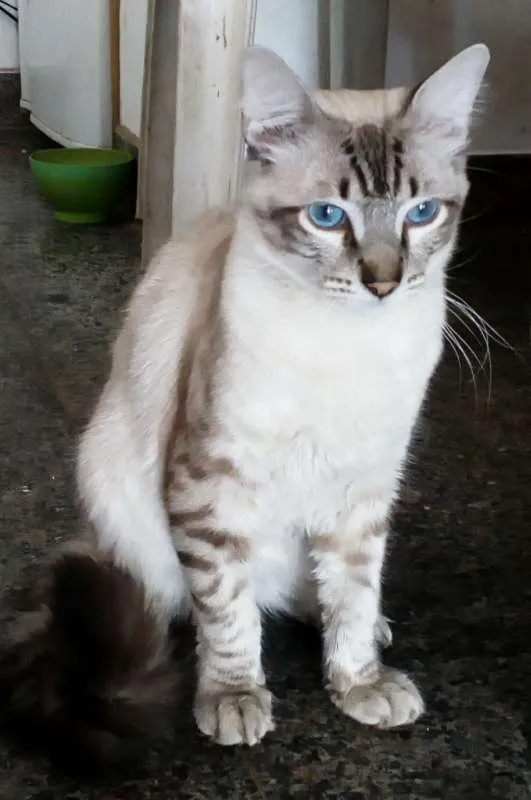 Gato ra a Sem raça definida idade 1 ano nome Stitch