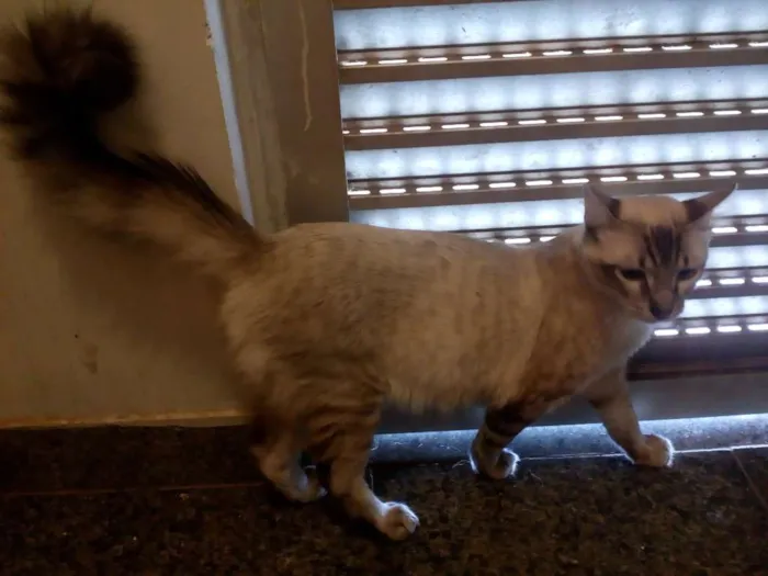 Gato ra a Sem raça definida idade 1 ano nome Stitch