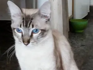 Gato raça Sem raça definida idade 1 ano nome Stitch
