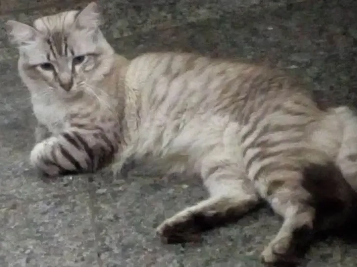 Gato ra a Sem raça definida idade 1 ano nome Stitch