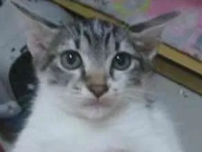 Gato ra a  idade 2 a 6 meses nome Sem nome