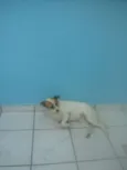 bebeto