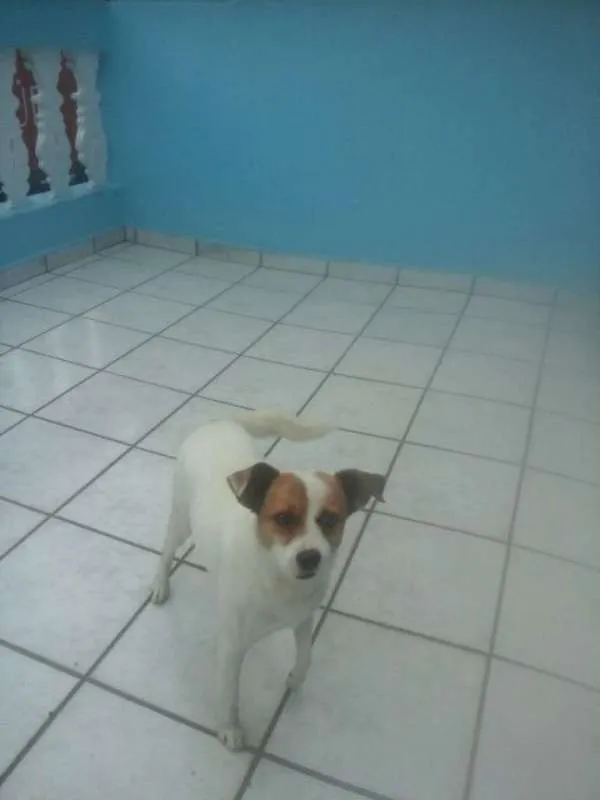 Cachorro ra a SRD idade 2 anos nome bebeto