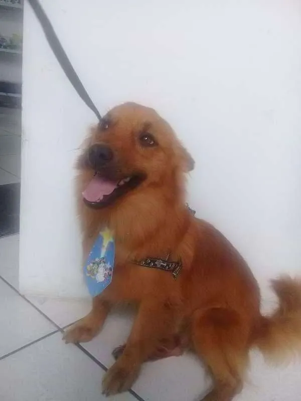 Cachorro ra a Indefinida idade  nome Fernando