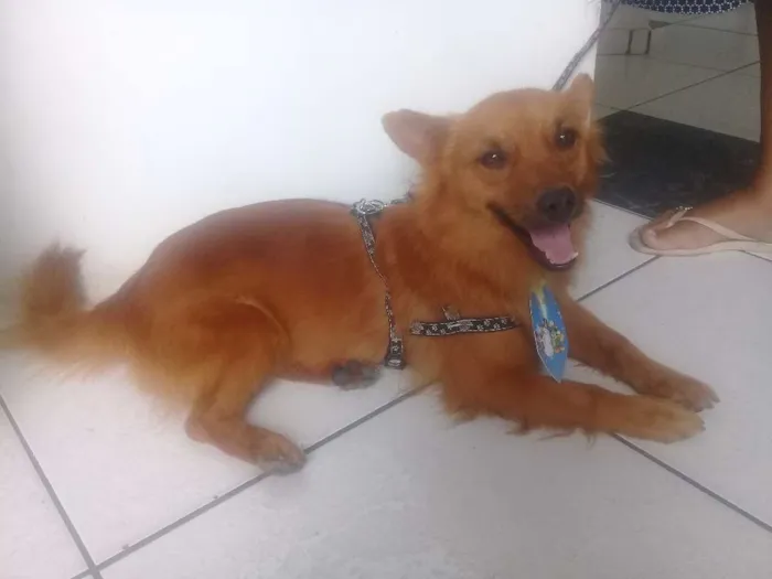 Cachorro ra a Indefinida idade  nome Fernando