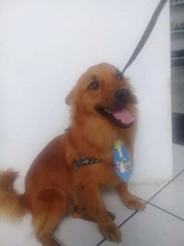 Cachorro ra a Indefinida idade  nome Fernando