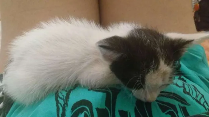 Gato ra a SRD idade Abaixo de 2 meses nome Sem Nome