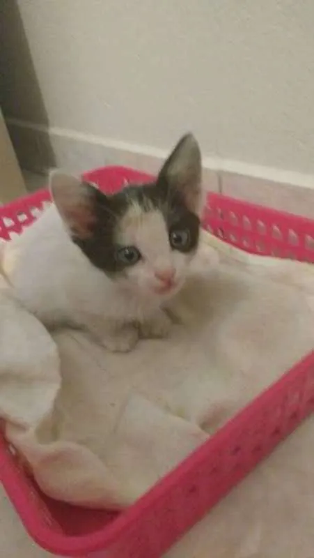 Gato ra a SRD idade Abaixo de 2 meses nome Sem Nome