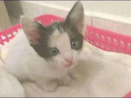 Gato ra a SRD idade Abaixo de 2 meses nome Sem Nome