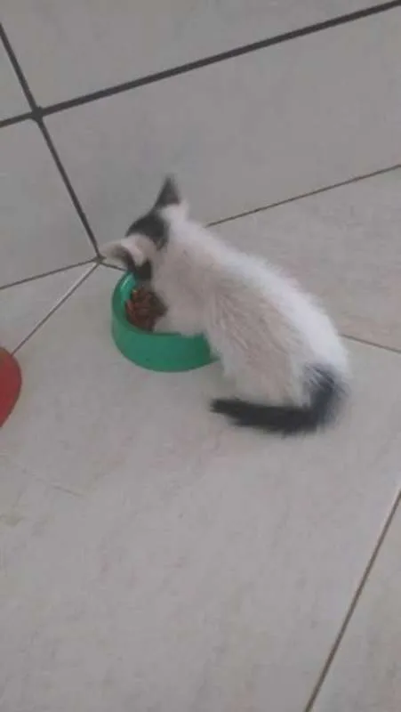 Gato ra a SRD idade Abaixo de 2 meses nome Sem Nome