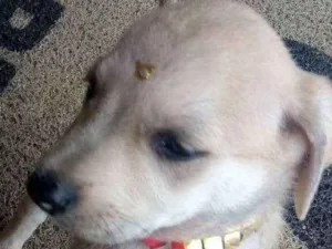 Cachorro raça - idade Abaixo de 2 meses nome Filhotes para Adoção