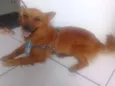Fernando