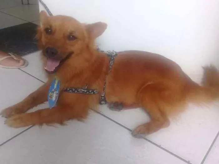 Cachorro ra a Indefinida idade  nome Fernando