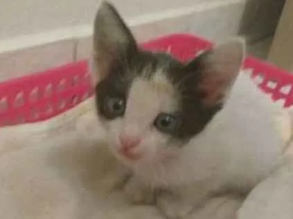 Gato ra a SRD idade Abaixo de 2 meses nome Sem Nome
