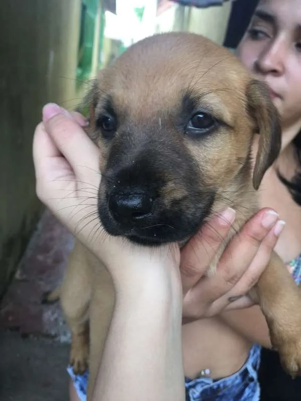 Cachorro ra a Vira-lata idade Abaixo de 2 meses nome (sem nomes)