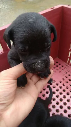 Cachorro raça Vira lata  idade Abaixo de 2 meses nome Ainda não tem 