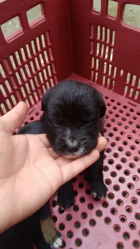 Cachorro ra a Vira lata  idade Abaixo de 2 meses nome Ainda não tem 