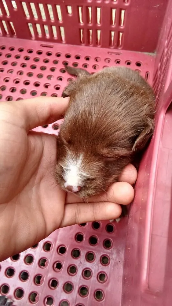 Cachorro ra a Vira lata  idade Abaixo de 2 meses nome Ainda não tem 