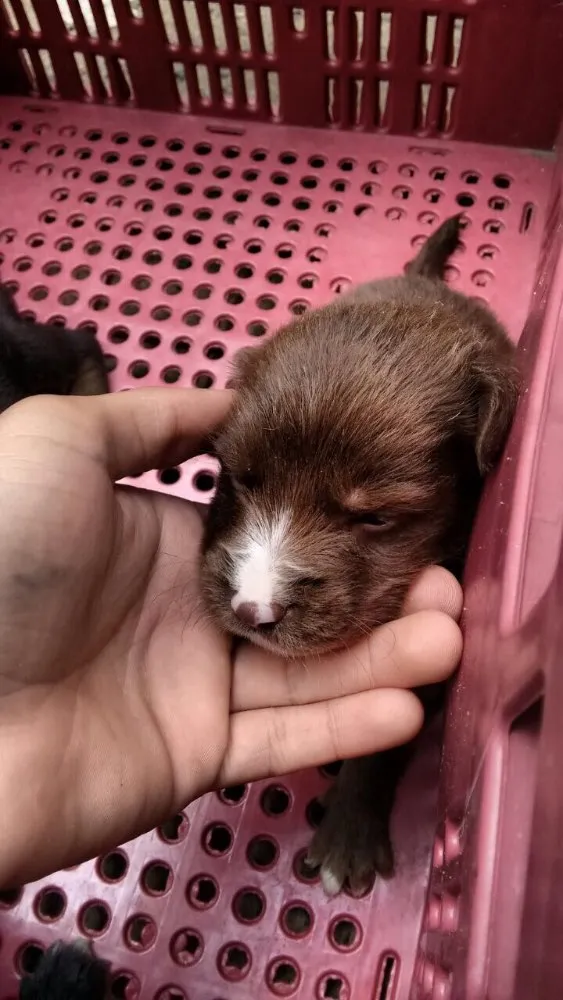 Cachorro ra a Vira lata  idade Abaixo de 2 meses nome Ainda não tem 