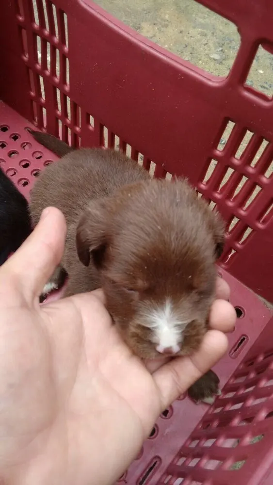 Cachorro ra a Vira lata  idade Abaixo de 2 meses nome Ainda não tem 