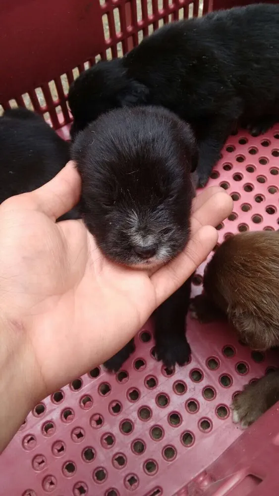 Cachorro ra a Vira lata  idade Abaixo de 2 meses nome Ainda não tem 