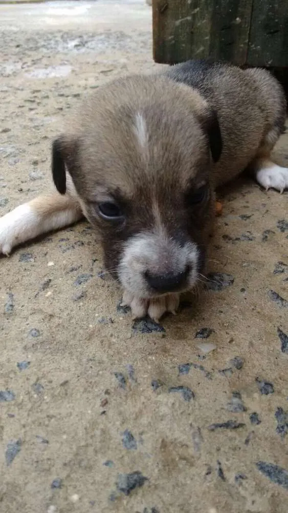 Cachorro ra a Vira lata  idade Abaixo de 2 meses nome Ainda não tem 