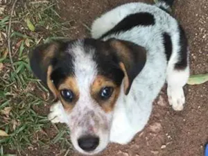 Cachorro raça Viralata idade 7 a 11 meses nome Olívia