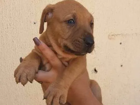 Cachorro ra a Vira-lata idade Abaixo de 2 meses nome (sem nomes)