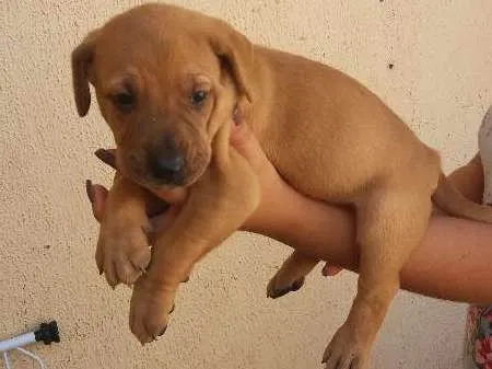 Cachorro ra a Vira-lata idade Abaixo de 2 meses nome (sem nomes)