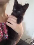 Maju