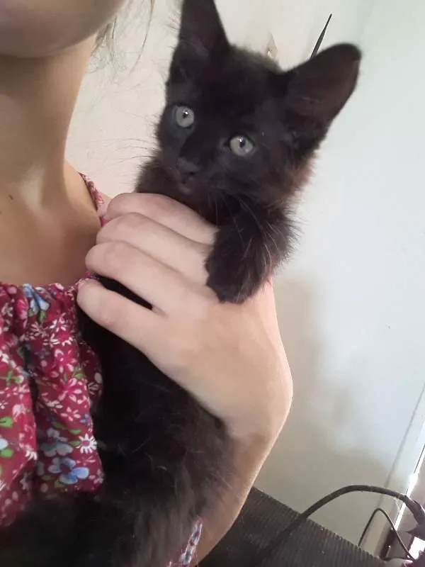 Gato ra a  idade Abaixo de 2 meses nome Maju